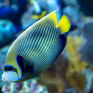 ACQUARIO DI GENOVA