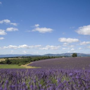 PROVENZA E LA LAVANDA IN FIORE