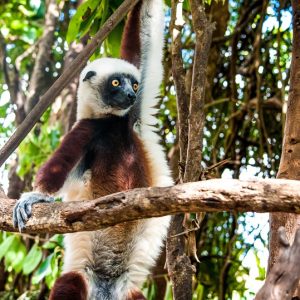 MADAGASCAR, UNICO E INCONTAMINATO