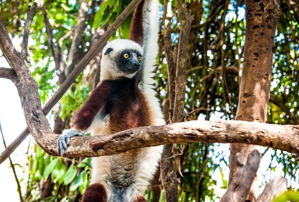 MADAGASCAR, UNICO E INCONTAMINATO