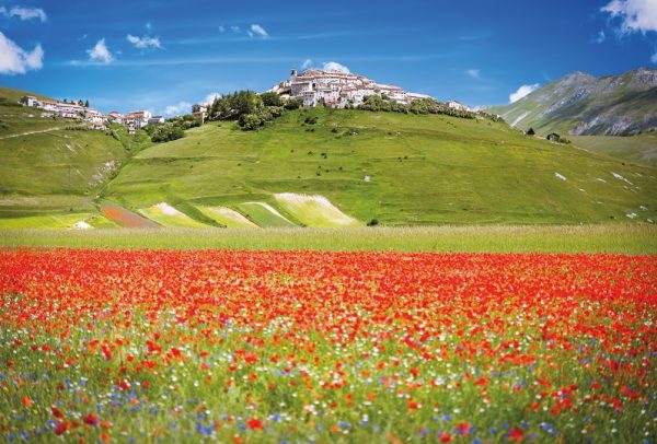 LA FIORITURA DELLE LENTICCHIE A CASTELLUCCIO