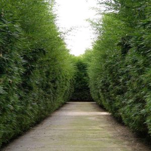 IL LABIRINTO PIÙ GRANDE DEL MONDO & FONTANELLATO