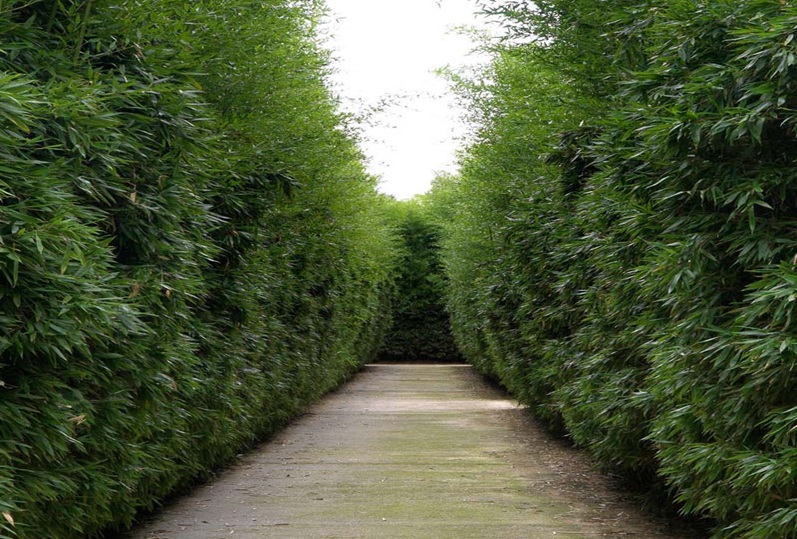 IL LABIRINTO PIÙ GRANDE DEL MONDO & FONTANELLATO