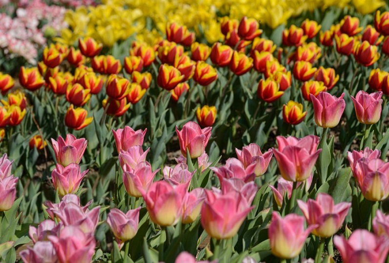 SIGURT? IN FIORE E BORGHETTO DA FAVOLA