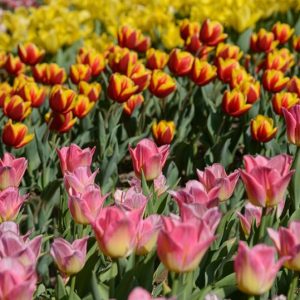 SIGURTÀ IN FIORE E BORGHETTO DA FAVOLA