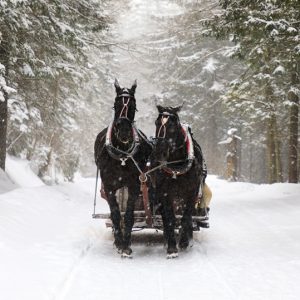 IN CARROZZA SULLA NEVE