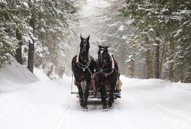 IN CARROZZA SULLA NEVE