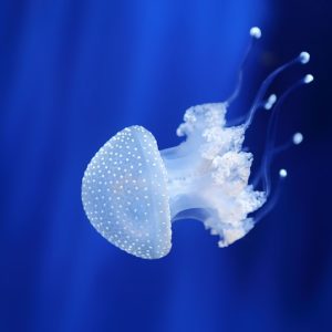 L’ACQUARIO DI GENOVA TI ASPETTA!